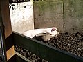 睡覺中的豬，一旁有一個污水桶
