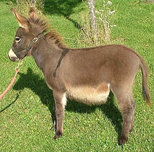 Donkey animal equus africanus asinus