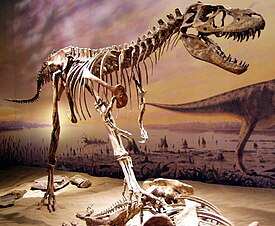 Копия скелета Gorgosaurus libratus (Королевский Тиррелловский палеонтологический музей)