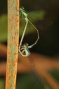 Eastern forktail damselfly mating wheel (male on right)