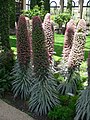 Echium wildpretii