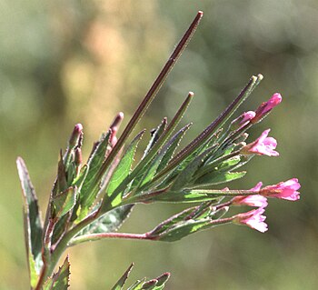 Epilobium ciliatum subsp. watsonii