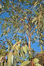 Miniatura para Eucalyptus dives
