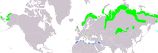 Rozšíření kulíka hnědého (světle zeleně – hnízdiště, světle modře – migrace, modře – zimoviště)