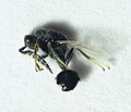 Eurytoma sp., mas adultus