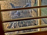 Flaco peeping in a window