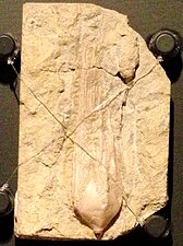 Fossile de blastoïde.