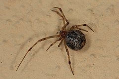 Description de l'image Gewächshausspinne Parasteatoda tepidariorum 2.jpg.