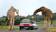 Жирафы в сафари-парке уэст-мидлендс.jpg