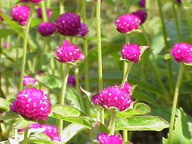 Gomphrena globosa