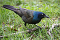 Male feeding in grass