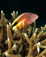 A hawkfish, safely perched on Acropora, surveys its surroundings Hawkfish.jpg