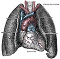 The human lungs flank the heart and great vessels in the chest cavity[38]