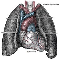 Human heart and lungs, from an older edition o...