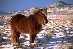 Un cavau islandés (Equus caballus).