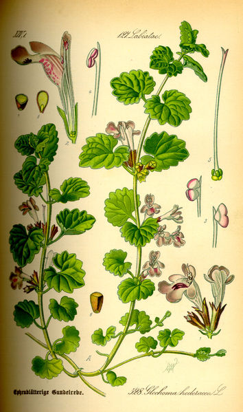 Plik:Illustration Glechoma hederacea0.jpg