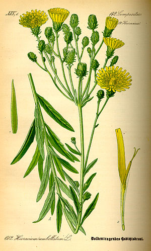 ヤナギタンポポ Hieracium umbellatum