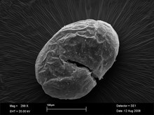 Electron micrograph of a hatching fire ant egg Invicta hatching.tif