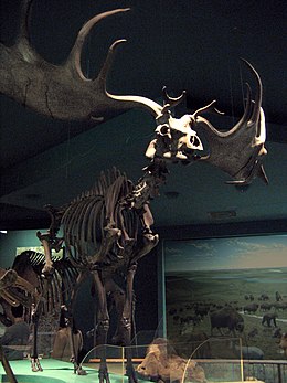 Csontváz (Washingtoni Nemzeti Természetrajzi Múzeum)