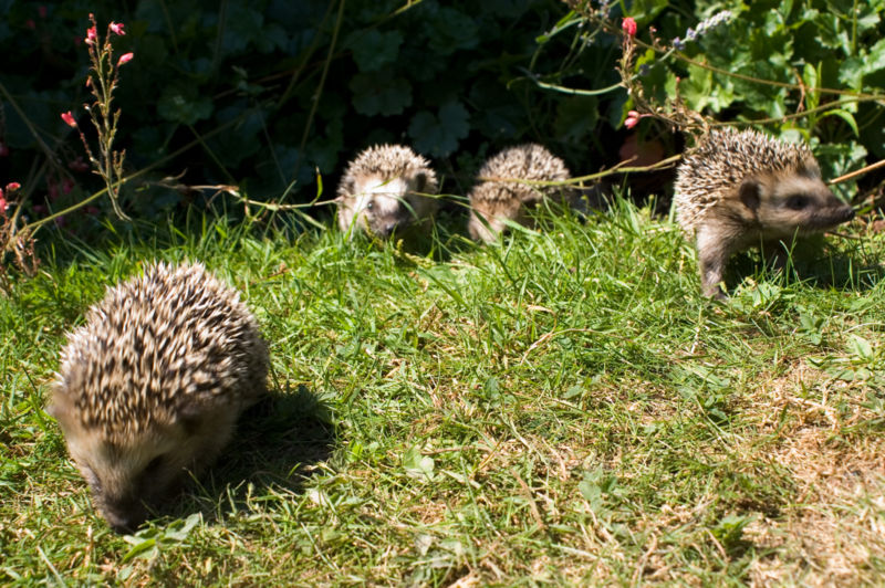 Bestand:Keqs young european hedgehogs1.jpg