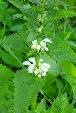 Baltažiedė notrelė (Lamium album)