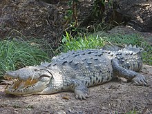Typical female from Florida Large american crocodile.jpg