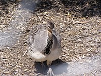 Malleefowl standing on leaf litter