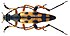 Leptura (syn. Strangalia, Rutpela) maculata (Poda, 1761) male (3926136467).jpg