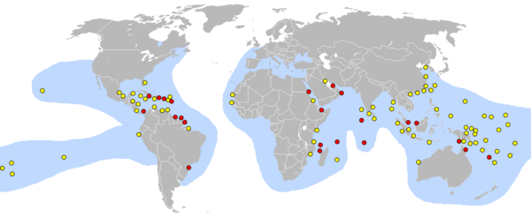 Mapa del món que mostra llocs de nidificació concentrats al Carib i a la costa nord-est d'Amèrica del Sud. Hi ha molts altres llocs escampats per les illes del Pacífic Sud, amb altres concentracions al Mar Roig i al Golf Pèrsic, la costa est de la Xina, la costa del sud-est d'Àfrica i Indonèsia.