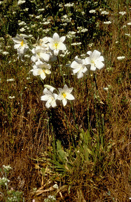 Урс-урсид хъоппæг (Lilium candidum)