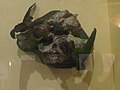 Szalangána (Aerodramus fuciphagus)