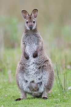 Un wallaby à cou rouge (Macropus rufogriseus), l'un des plus grands wallabies, sur l'île Bruny, en Tasmanie. (définition réelle 1 728 × 2 592)