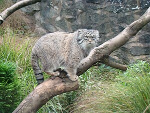 Manul (Otocolobus manul)