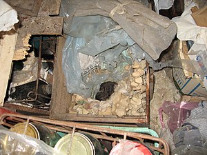 Nest met enkele jongen in een boerderij in het dorp Orlintsi (Bulgarije).