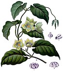 Matelea denticulata (русского названия рода и вида нет)