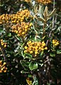 Monticalia guadalupe subsp. guadalupe