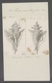Ilustração de Pterochelus acanthopterus, espécie que já pertenceu ao gênero Pterynotus,[3] encontrada no oeste da Austrália.[2]
