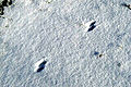 Tragovi hermelina u snijegu