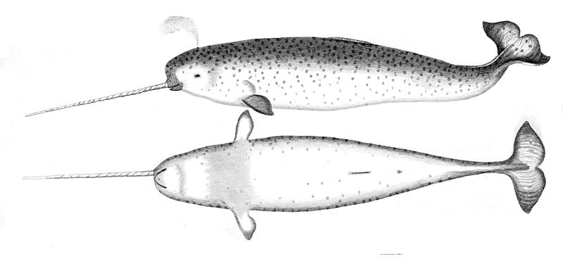 File:Narwhalsk.jpg