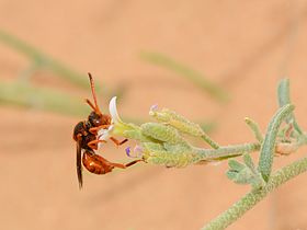 Eremobium aegyptiacum