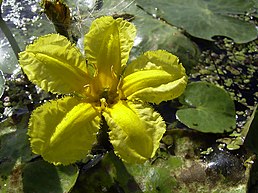 NymphoidesPeltata-flower2-hr.jpg