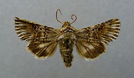 Omphalophana antirrhinii