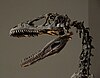 A Deinonychus antirrhopus skeleton, in the Philadelphia Academy of Natural Sciences