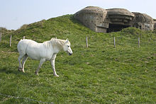 Photo d'un cheval boulonnais en pâture