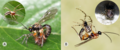Linkes Bild: Eine Schlupfwespe der Art Zatypota albicoxa legt ein Ei auf dem Abdomen einer Gewächshausspinne ab. Die Larve der Wespe ernährt sich nach dem Schlupf von der Spinne.