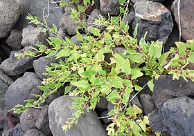 Patellifolia patellaris