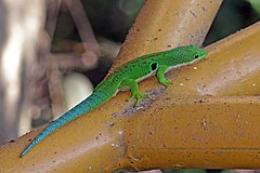 Description de l'image Peacock day gecko (Phelsuma quadriocellata quadriocellata) Ranomafana.jpg.