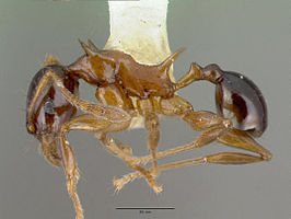 Pheidole tricolor