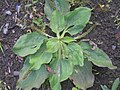 Plantago uliginosa1. 
 JPG