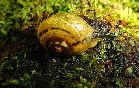 Plegma caelatura